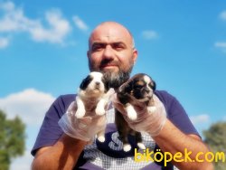SEVİMLİ SHİH TZU YAVRULAR 1