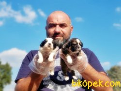SEVİMLİ SHİH TZU YAVRULAR 3