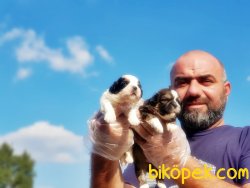 SEVİMLİ SHİH TZU YAVRULAR 4
