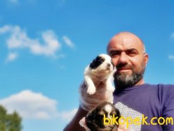 SEVİMLİ SHİH TZU YAVRULAR 2