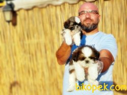 SEVİMLİ SHİH TZU YAVRULARI 3