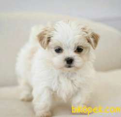 Sevimli Sıfır Boyut Maltipoo Yavrular 3