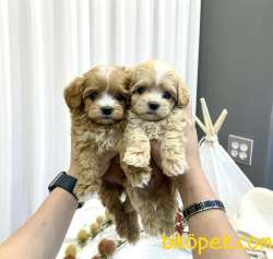 Sevimli Sıfır Boyut Maltipoo Yavrular 1
