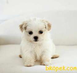 Sevimli Sıfır Boyut Maltipoo Yavrular 2