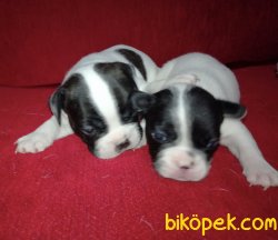 Sevimli Şirin French Bulldog Yavrularımız 1