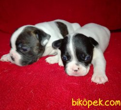 Sevimli Şirin French Bulldog Yavrularımız 2