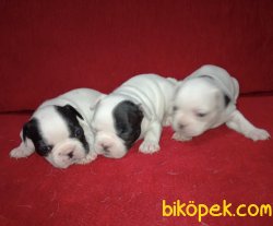 Sevimli Şirin French Bulldog Yavrularımız 5