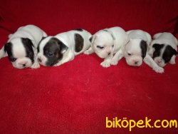 Sevimli Şirin French Bulldog Yavrularımız 4