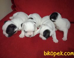 Sevimli Şirin French Bulldog Yavrularımız 3