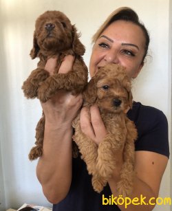 Sevimli Şirin Toy Poodle Yavrularımız 4