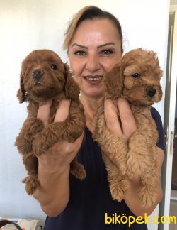 Sevimli Şirin Toy Poodle Yavrularımız 1