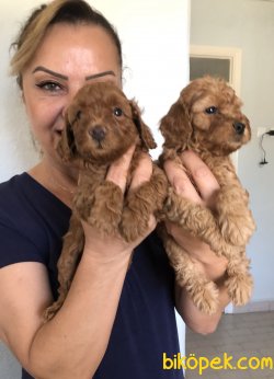 Sevimli Şirin Toy Poodle Yavrularımız 5