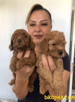 Sevimli Şirin Toy Poodle Yavrularımız 2