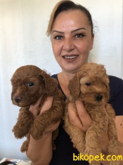 Sevimli Şirin Toy Poodle Yavrularımız 3