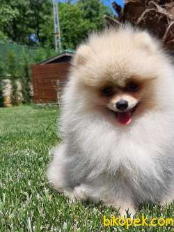 SEVİMLİ SURAT POMERANİAN BOO YAVRULARI 5