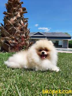 SEVİMLİ SURAT POMERANİAN BOO YAVRULARI 4