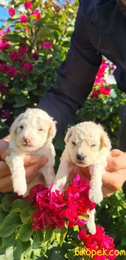 Sevimli Sut Beyaz Toy Poodle Yavruları 3