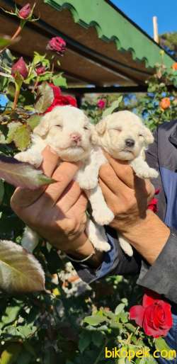 Sevimli Sut Beyaz Toy Poodle Yavruları 4
