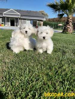 Sevimli Tea Cup Maltese Terrier Yavrulari 2
