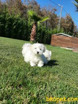 Sevimli Tea Cup Maltese Terrier Yavrulari 4