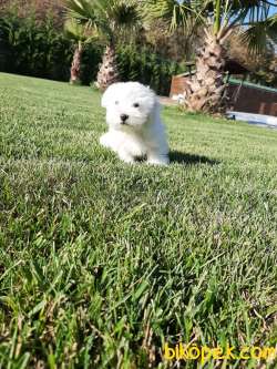 Sevimli Tea Cup Maltese Terrier Yavrulari 5