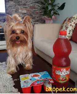 Sevimli Terrierler 2