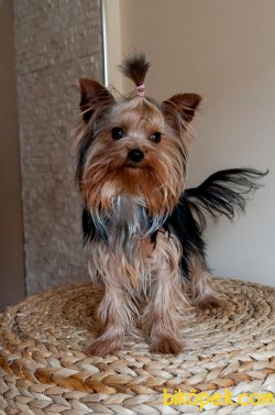 Sevimli Terrierler 1