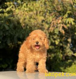 TÜRKİYENİN EN ÇOK SEÇENEĞİ İLE TOY POODLE BEBEKLER 1