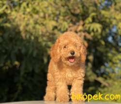 TÜRKİYENİN EN ÇOK SEÇENEĞİ İLE TOY POODLE BEBEKLER 5