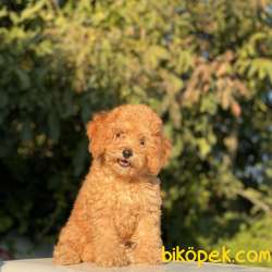 TÜRKİYENİN EN ÇOK SEÇENEĞİ İLE TOY POODLE BEBEKLER 3