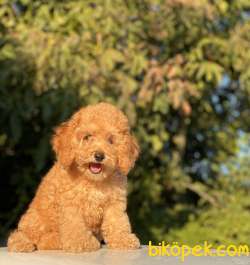 TÜRKİYENİN EN ÇOK SEÇENEĞİ İLE TOY POODLE BEBEKLER 4