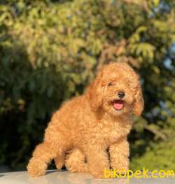 TÜRKİYENİN EN ÇOK SEÇENEĞİ İLE TOY POODLE BEBEKLER 2