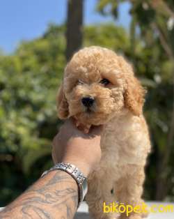 HER RENK TOY POODLE YAVRULARIMIZ 1