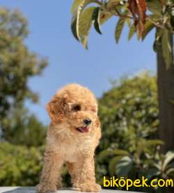 HER RENK TOY POODLE YAVRULARIMIZ 4
