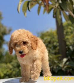 HER RENK TOY POODLE YAVRULARIMIZ 3
