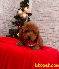 SEVİMLİ TOY POODLE YAVRU 3