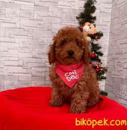 SEVİMLİ TOY POODLE YAVRU 2