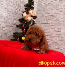 SEVİMLİ TOY POODLE YAVRU 4