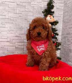 SEVİMLİ TOY POODLE YAVRU