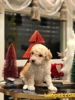 SEVİMLİ TOY POODLE YAVRULAR 3