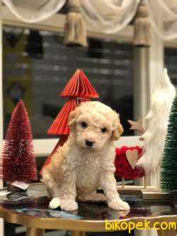 SEVİMLİ TOY POODLE YAVRULAR 1
