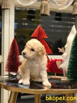 SEVİMLİ TOY POODLE YAVRULAR 4