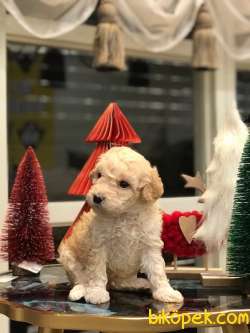 SEVİMLİ TOY POODLE YAVRULAR 2
