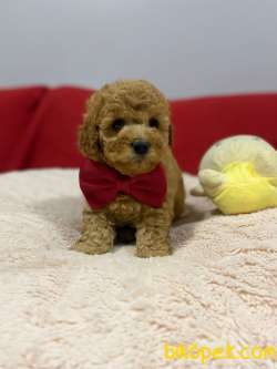 Sevimli Toy Poodle Yavrular 2