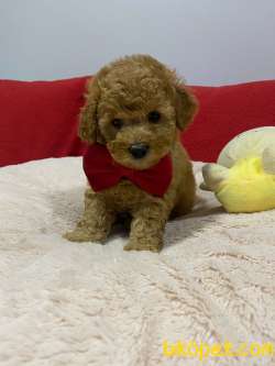 Sevimli Toy Poodle Yavrular 1