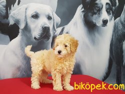 Sevimli TOY POODLE YAVRULARI 4