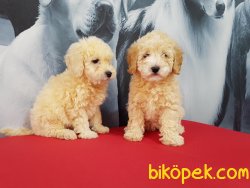Sevimli TOY POODLE YAVRULARI 1