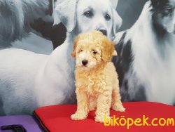 Sevimli TOY POODLE YAVRULARI 2