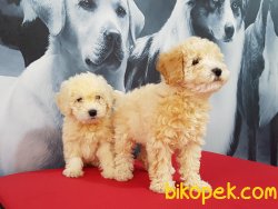 Sevimli TOY POODLE YAVRULARI 5