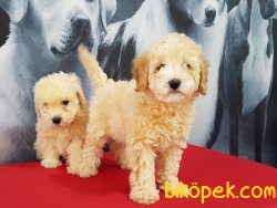 Sevimli TOY POODLE YAVRULARI 3